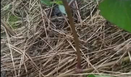 嫁接视频,视频揭秘植物繁殖新篇章